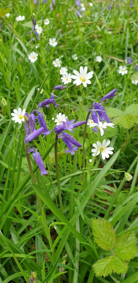 I shall regularly be posting Bluebells as is my custom for this time of year 😄 Here with additional sparkle from Stitchwort flowers.