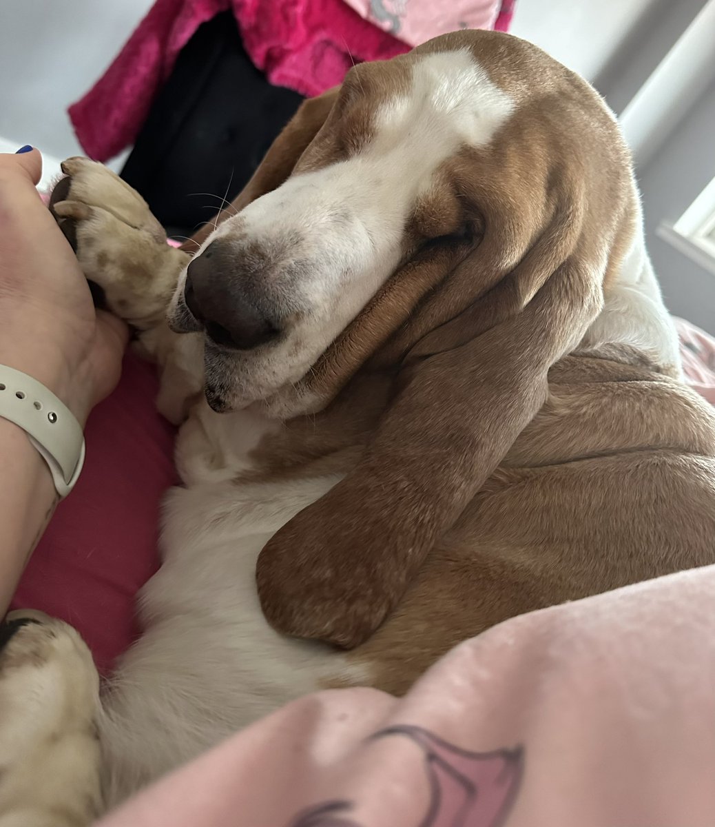 Good morning from Ms Darcy 🌝🌼💖 #basset #rescuedog 💗