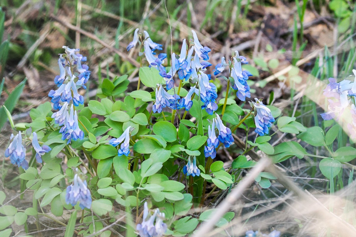 lun_des_jumeaux's tweet photo. Most favorite flower in the world, corydalis tuber.
Season of spring ephemerals.
#spring #springephemerals #corydalis #corydalistuber #flowers https://t.co/wecCj9u48d