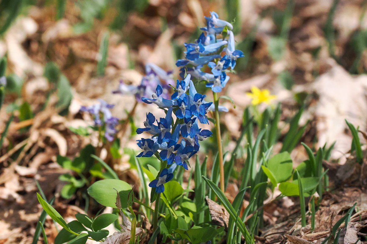 lun_des_jumeaux's tweet photo. Most favorite flower in the world, corydalis tuber.
Season of spring ephemerals.
#spring #springephemerals #corydalis #corydalistuber #flowers https://t.co/wecCj9u48d