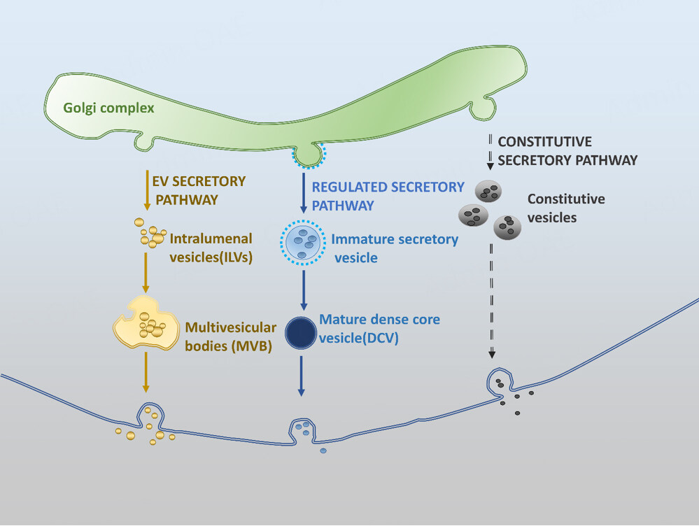 📢Title: Trafficking of hormones and trophic factors to secretory and extracellular vesicles: a historical perspective and new hypothesis 👉Authors: Y. Peng Loh, Lan Xiao, Joshua J. Park 🔗oaepublish.com/articles/evcna… Welcome to read. #EVs #Exosomes @NIH