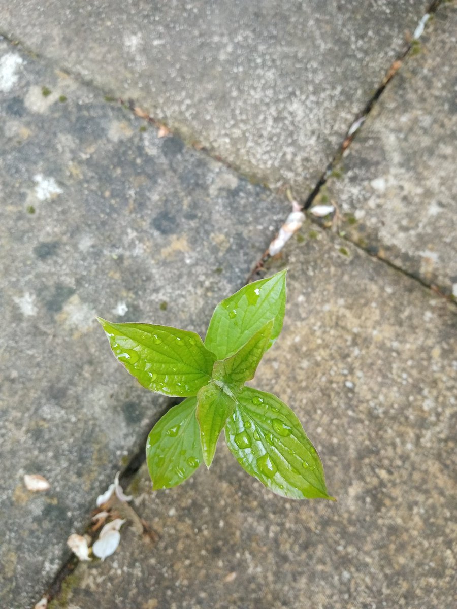 #backgardenpic