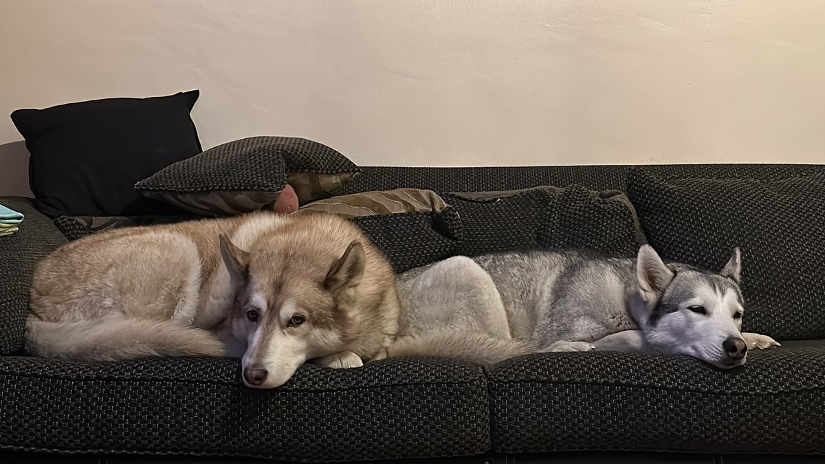 LittleHuskyBear's tweet photo. @BadGirlBean https://t.co/ubfgIK5oV0