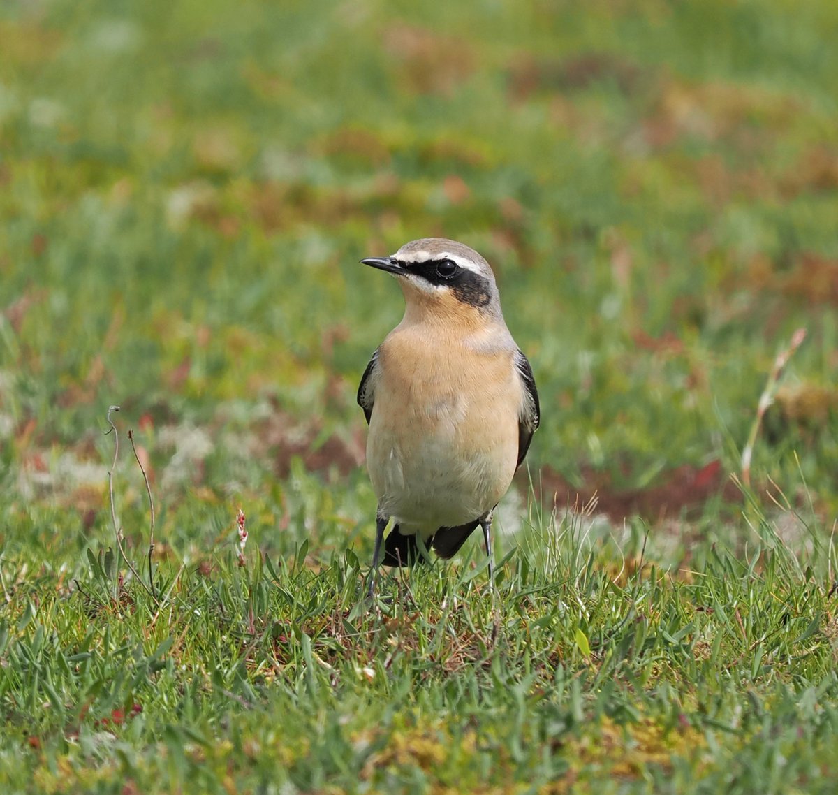 We came across this fabulous male Wheatear on Saturday in the dunes south of the sluice at @RSPBMinsmere #birds #birdphotography #wildlife #wildlifephotography #nature #NaturePhotography @Natures_Voice @suffolkwildlife @BtoSuffolk @NatureUK @Britnatureguide @BBCSpringwatch
