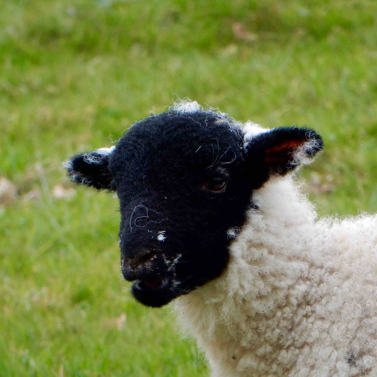 My suggestion for #sheepoftheweek @BritishWoolFarm is this #swaledale lamb photographed in the #ullswater valley. @BritishWool @UlsterWool @Campaignforwool