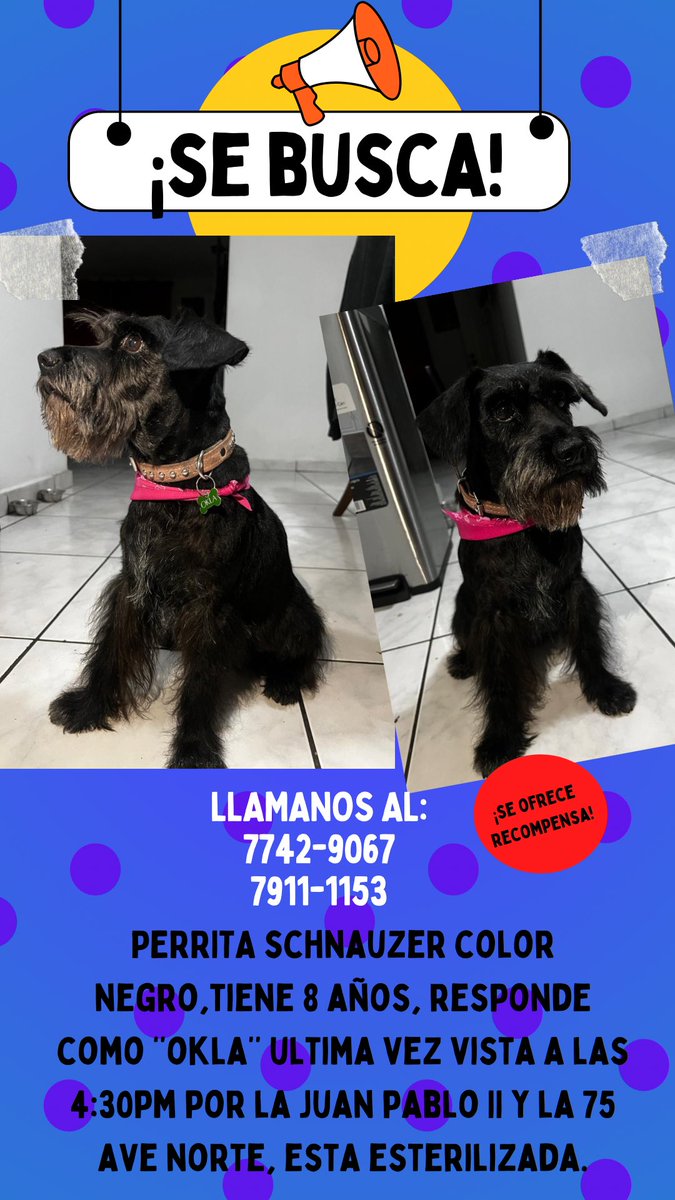 ‼️AYÚDENME‼️ a encontrar a mi perrita responde a “OKLA” ‼️