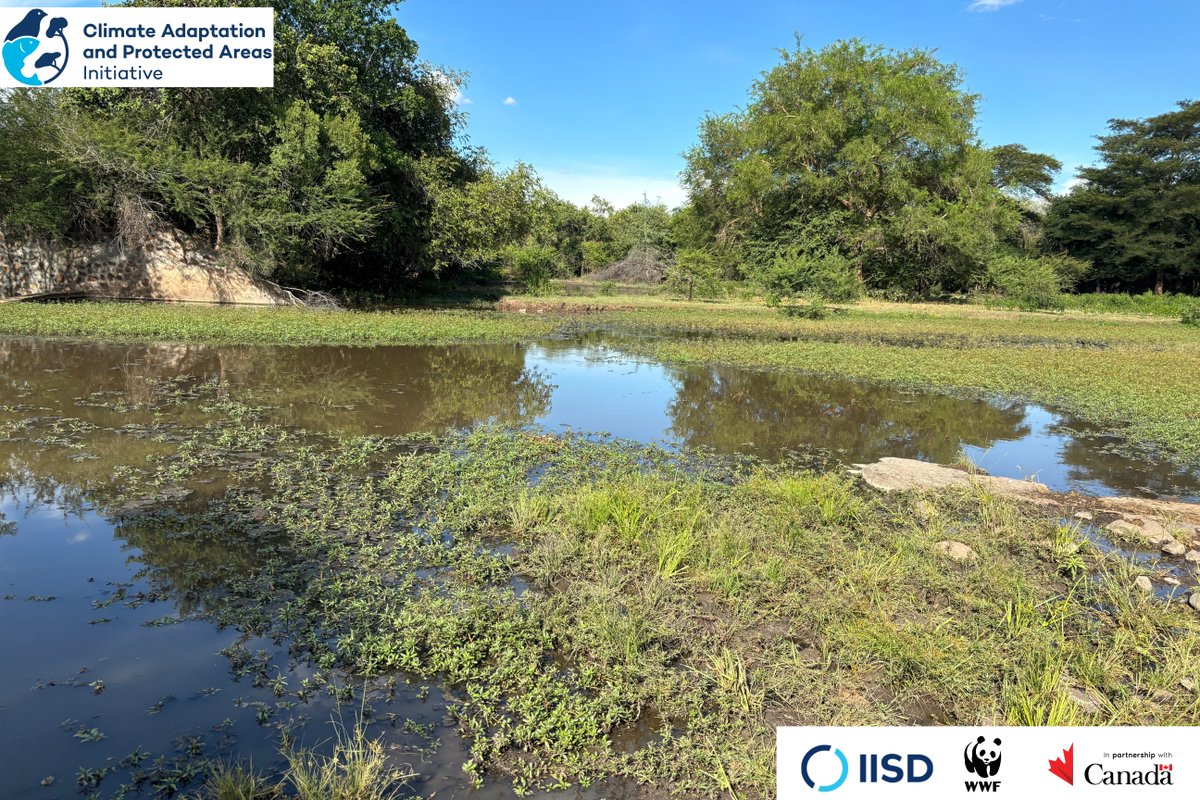 Climate adaptation is essential for safeguarding biodiversity hotspots in Zambia's protected areas. WWF Zambia is working to increase the resilience of protected areas, and ensure resilience for diverse flora and fauna. #BiodiversityConservation #ClimateAction 
#WWFZambia