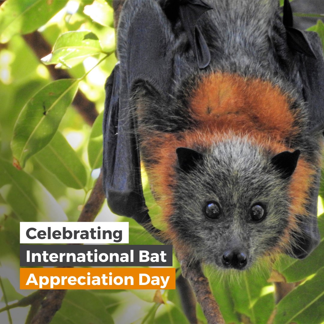 🦇🦇 Typically associated with horror movies, vampires and carrying viruses — bats have a bad rap!

💚 This #InternationalBatAppreciationday, let’s flip the script!

#wildoz #bats
