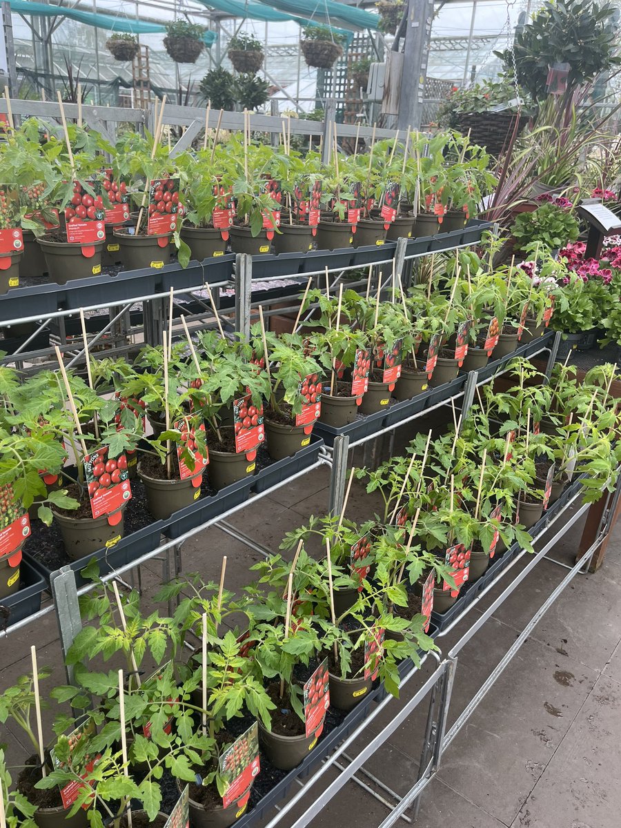 ashnurs's tweet photo. Grafted vegetable plants are in stock (whilst stocks last)! They are proving popular again this year. 

#growyourown #graftedveg @suttons_seeds #suttons #tomatoes #cucumbers #aubergines #peppers #peatfree #british https://t.co/latBzt8hib