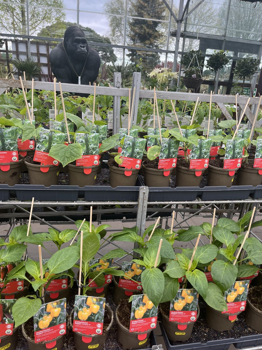 ashnurs's tweet photo. Grafted vegetable plants are in stock (whilst stocks last)! They are proving popular again this year. 

#growyourown #graftedveg @suttons_seeds #suttons #tomatoes #cucumbers #aubergines #peppers #peatfree #british https://t.co/latBzt8hib