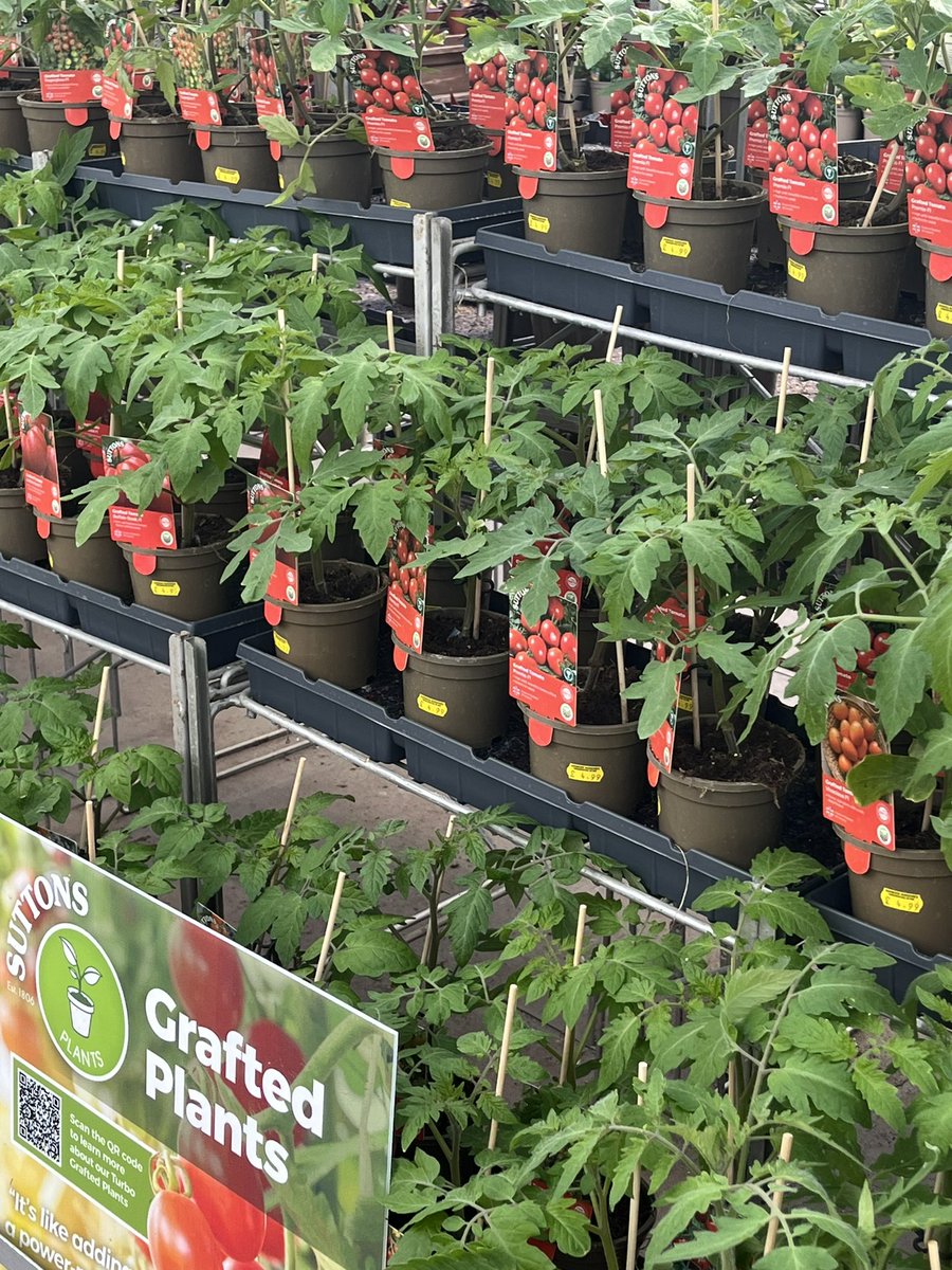 ashnurs's tweet photo. Grafted vegetable plants are in stock (whilst stocks last)! They are proving popular again this year. 

#growyourown #graftedveg @suttons_seeds #suttons #tomatoes #cucumbers #aubergines #peppers #peatfree #british https://t.co/latBzt8hib