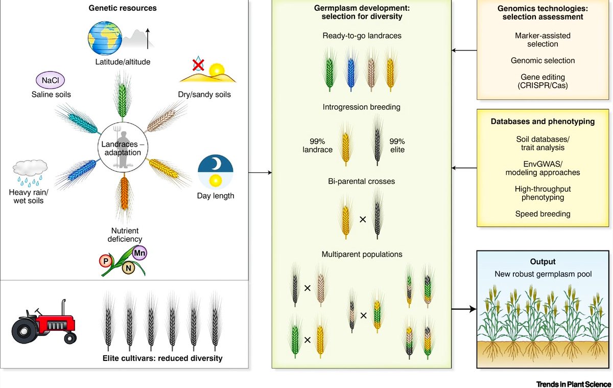 🧬🔬🌾🧩👨‍🎓📤📈👨‍🌾🌾🧬💚📈🍞
- AGROBIODIVERSITY for AGRICULTURE - #plantbreeding
- Heritage genetics for adaptation to marginal  soils in #barley.
Trends Plant Sci. 2023 28(5): 544-551
doi.org/10.1016/j.tpla…
#biodiversity #genebank #climatechange  #foodsecurity #agrobiodiversity