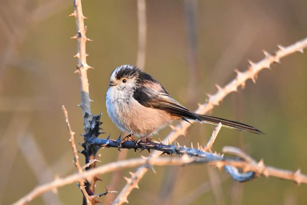 Long-Tailed Tit 
Bude Cornwall 〓〓 
#wildlife #nature #lovebude 
#bude #Cornwall #Kernow #wildlifephotography #birdwatching
#BirdsOfTwitter
#TwitterNatureCommunity
#Longtailedtit