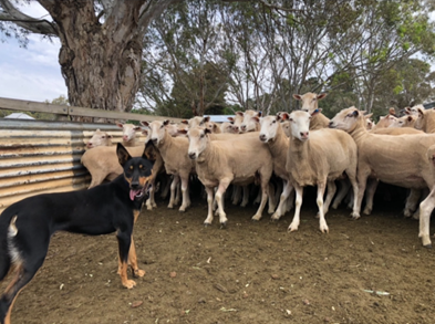 In this busy time on farm we must prioritise safety, especially around livestock handling. 
📋 Read our factsheet at farmerhealth.org.au/2014/03/21/ani….
📸: @Green_Gold_Hay

#farmsafety #livestockhandling #WellnessWednesdays