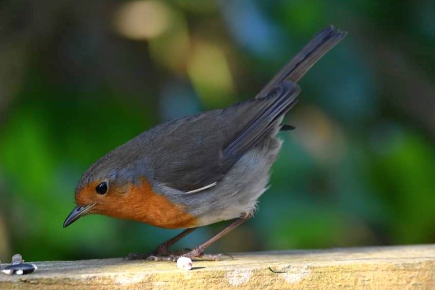 Robin 
Bude Cornwall 〓〓 
#wildlife #nature #lovebude 
#bude #Cornwall #Kernow #wildlifephotography #birdwatching
#BirdsOfTwitter
#TwitterNatureCommunity
#Robin