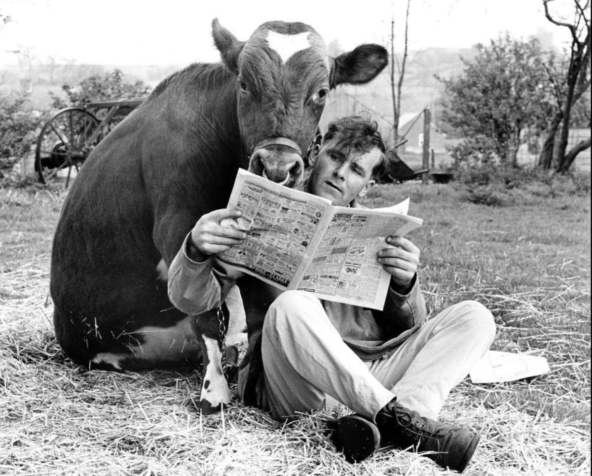 Man and cow reading newspaper - by John Drysdale, English