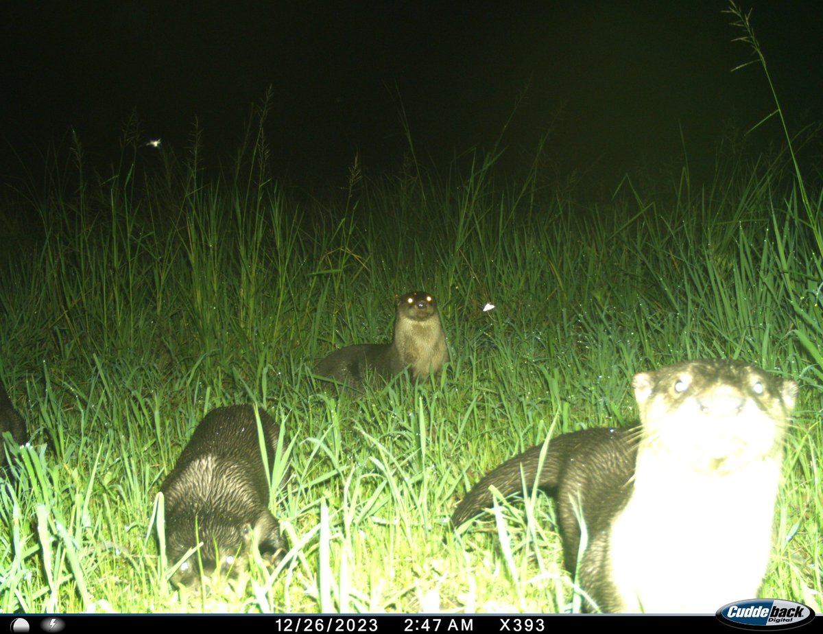 Along with the Southern Tanzania Elephant Programme, we are monitoring the Kilombero Elephant Corridor in southern Tanzania. This corridor provides important connectivity for wildlife and so far we’ve detected 19 different mammal species including these charismatic otters!