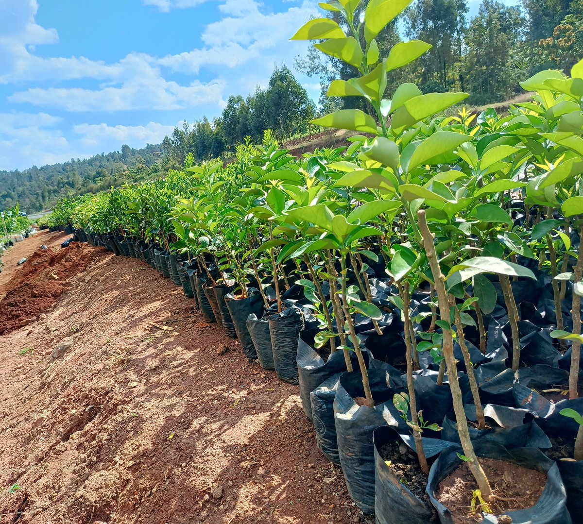 Rains are back !! Let's invest in fruits farming . Click this link to message us on WhatsApp: wa.me/254713764658 Fruit seedlings ready for transplanting. Strawberry 🍓 150/= Grafted Hass Avocado 🥑 200/= Grafted Fuerte Avocado 🥑200/= Grafted Tommy and Apple Mangoes