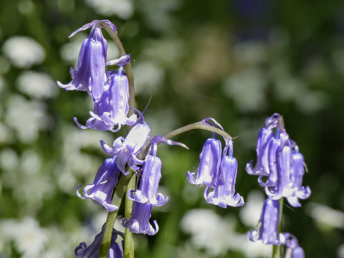 If you go down to the woods today... 🎶 #bluebells #ancientWoodland