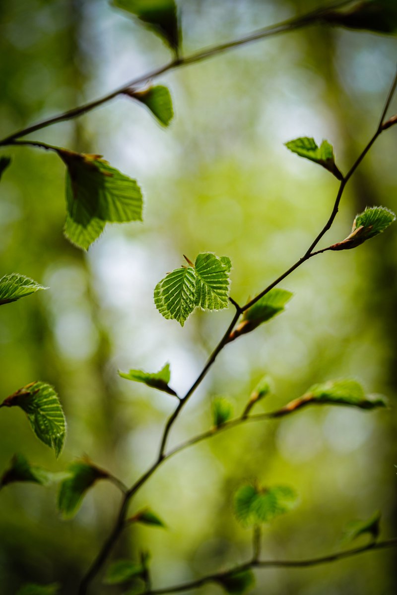 Happy wednesday. 
#NaturePhotography #quhl5 #peace 🕊️