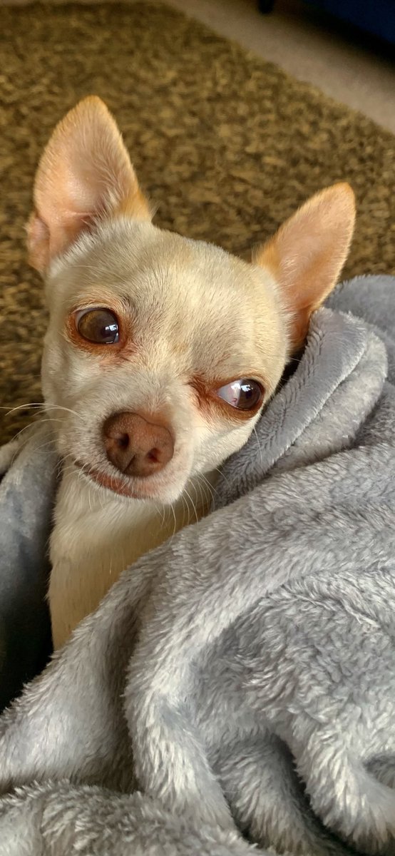 missjasondear's tweet photo. Happy birthday to my little Chester 5 today xx 💋 https://t.co/5pPPBFhBPO