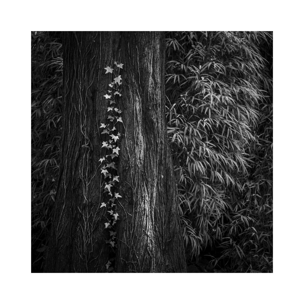 The Lyde Garden No. 52, Buckinghamshire. #photography #monochrome #bnw