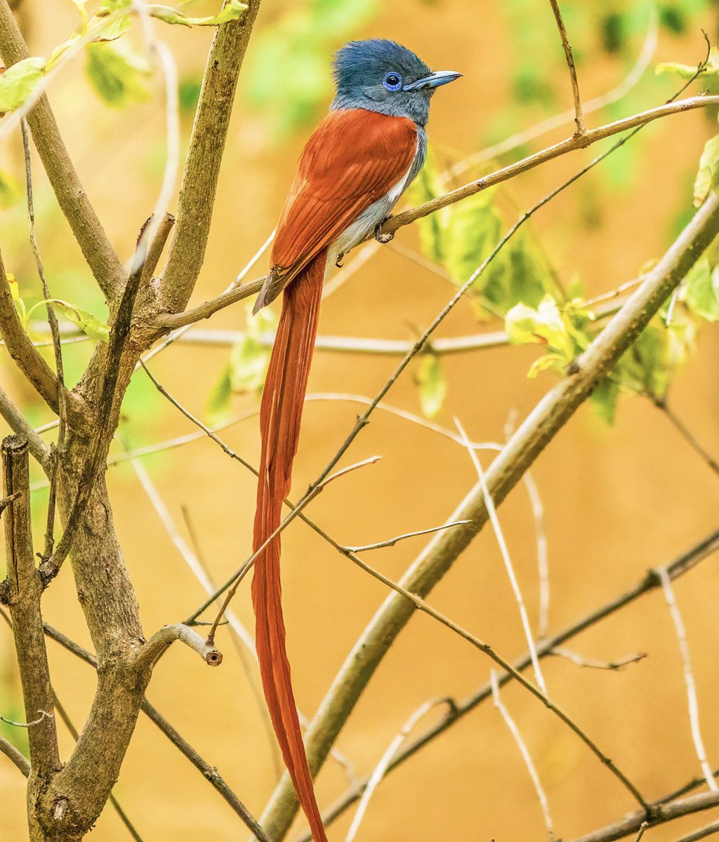 African Paradise Flycatcher @Natures_Voice @thetimes #BBCWildlifePOTD #TwitterNatureCommunity #birding #NaturePhotography #VictoriaFalls