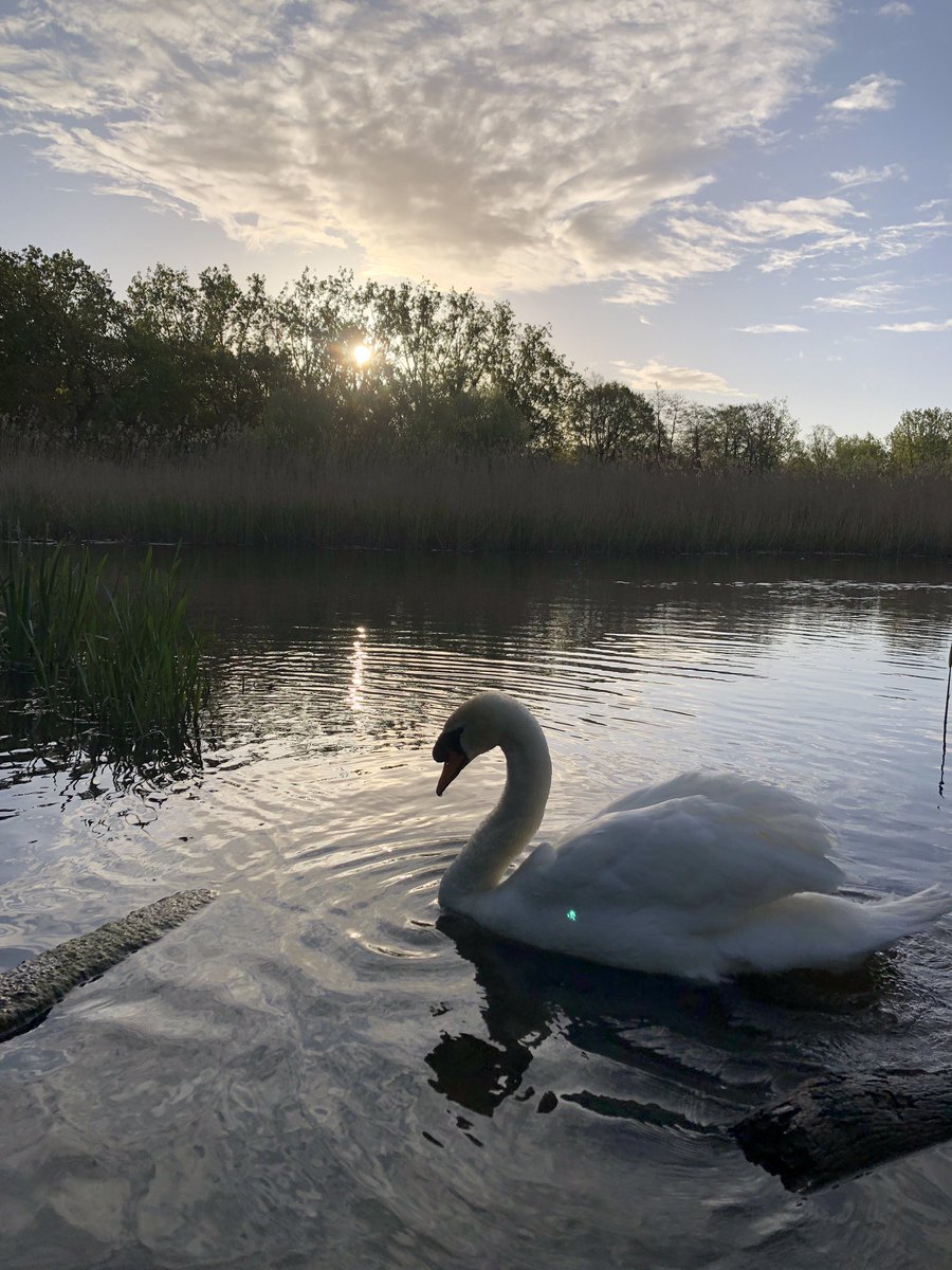 @SwanwatchUk 🦢 cheerleading squad out this morning in the @IngrebourneEWT for 🏃‍♂️ 17/17 for #REDApril & #RED2024. @WeAreERC @TeachersRunClub @UKRunChat @runningpunks