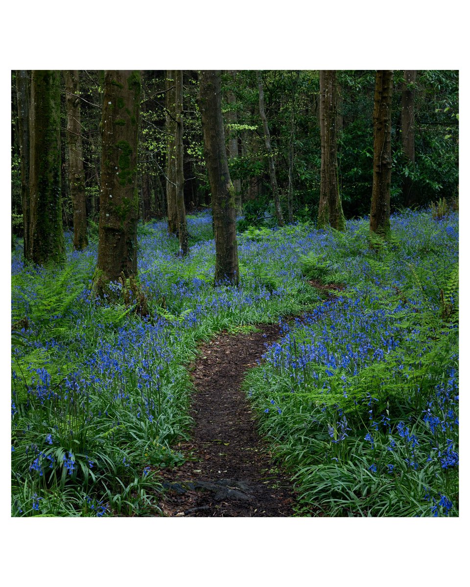 ed_kwin's tweet photo. Bluebells in full bloom at the Big Wood Warrenpoint #bluebells #forrest #lumixs5 #warrenpoint #nature #photography https://t.co/uD3Z63B243