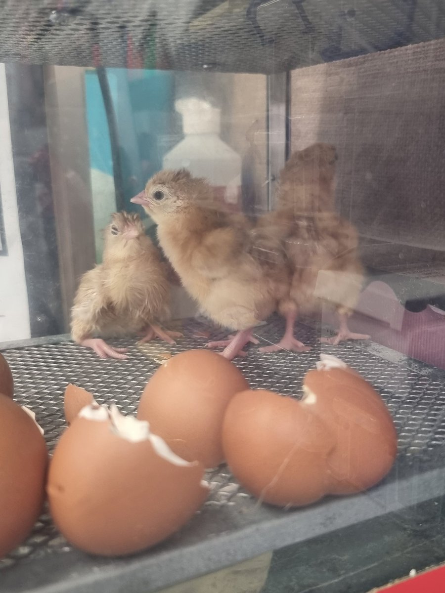 Well, today is going to be fun in reception!! 3 chicks have hatched overnight. @SpaldingPriAcad @InfinityAcad
