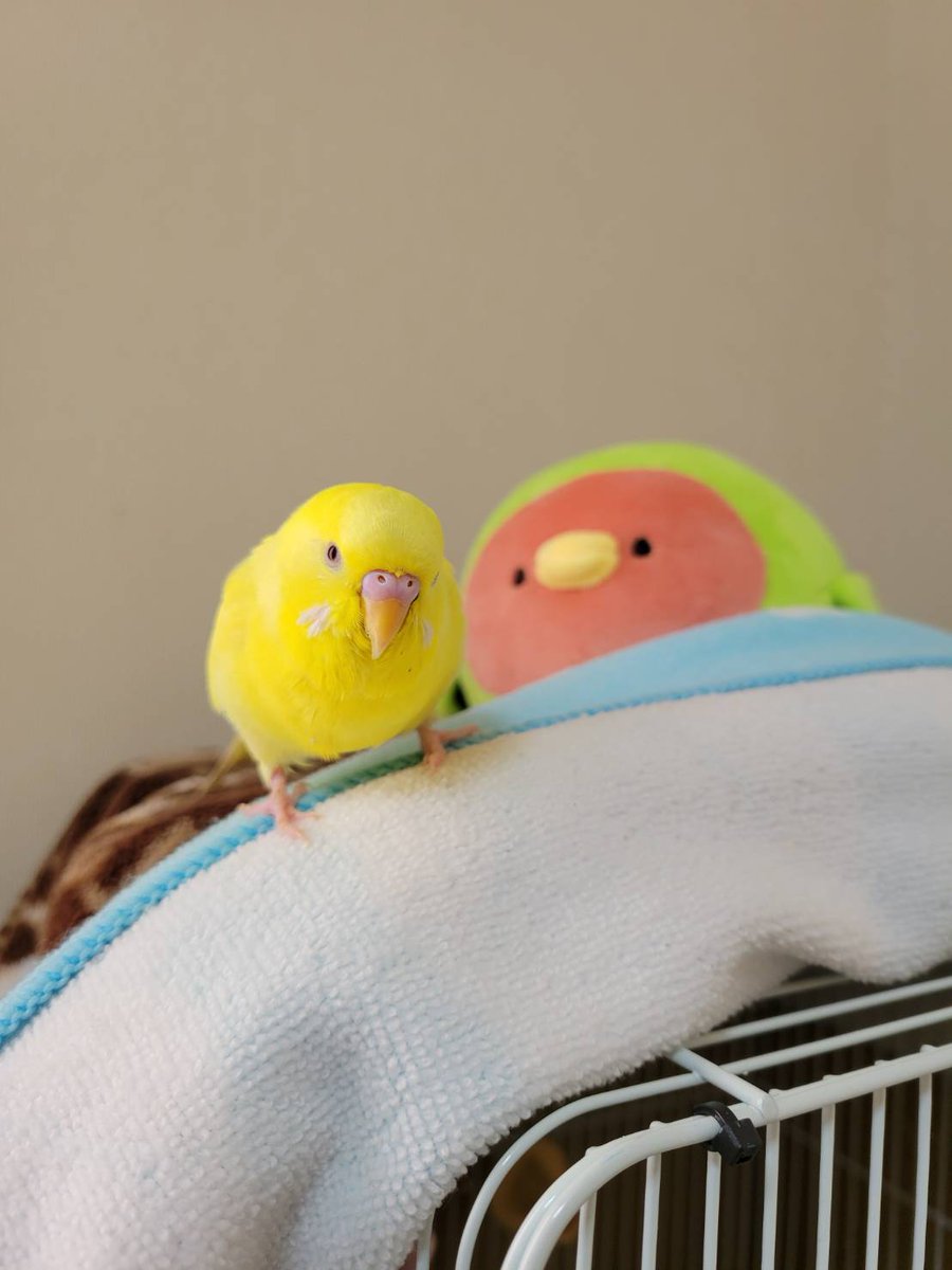 ktr0917's tweet photo. 最近の写真載せとこう🐦‍⬛夕ご飯後の海散歩と宮島の桜とプル子 https://t.co/3cJiDiIisb