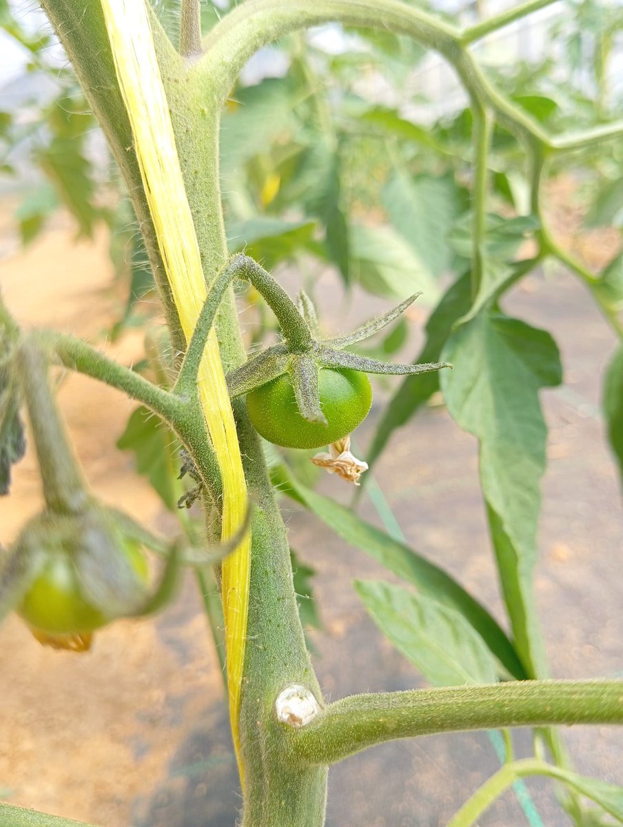 EscolaCabrils's tweet photo. Estem molt feliços! Ja treuen el cap els primers tomàquets de l'escola!🍅😍

Des de l'#EACabrils, formen part d'un assaig en el marc del #DigiReg, un projecte demostratiu basat en l'ús de sensors i teledetecció per optimitzar i controlar el reg amb precisió. https://t.co/nSDSyr2vgu