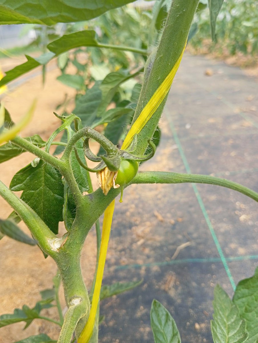 EscolaCabrils's tweet photo. Estem molt feliços! Ja treuen el cap els primers tomàquets de l'escola!🍅😍

Des de l'#EACabrils, formen part d'un assaig en el marc del #DigiReg, un projecte demostratiu basat en l'ús de sensors i teledetecció per optimitzar i controlar el reg amb precisió. https://t.co/nSDSyr2vgu