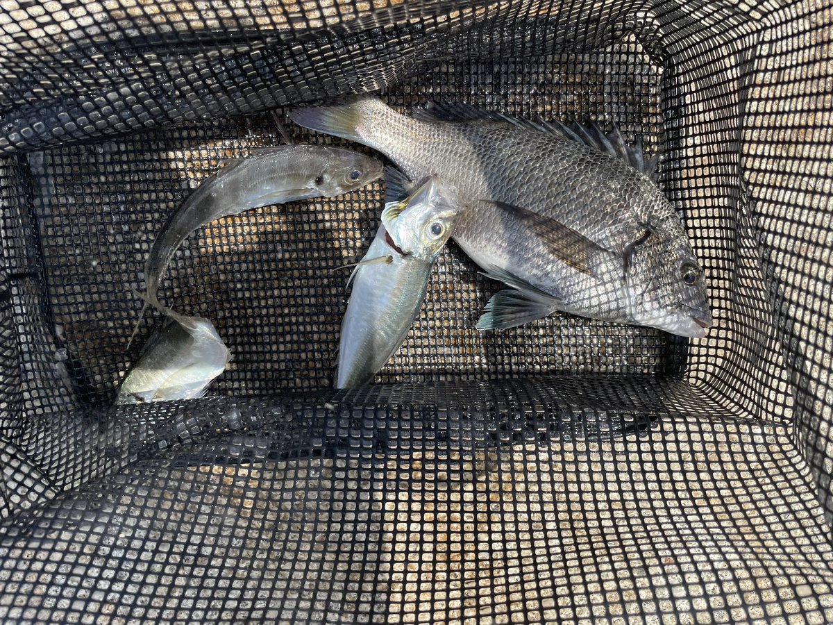 same0928's tweet image. 下津井沖
メバリングからのフカセ
メバリングをやりました！
今年のノッコミ、、、。