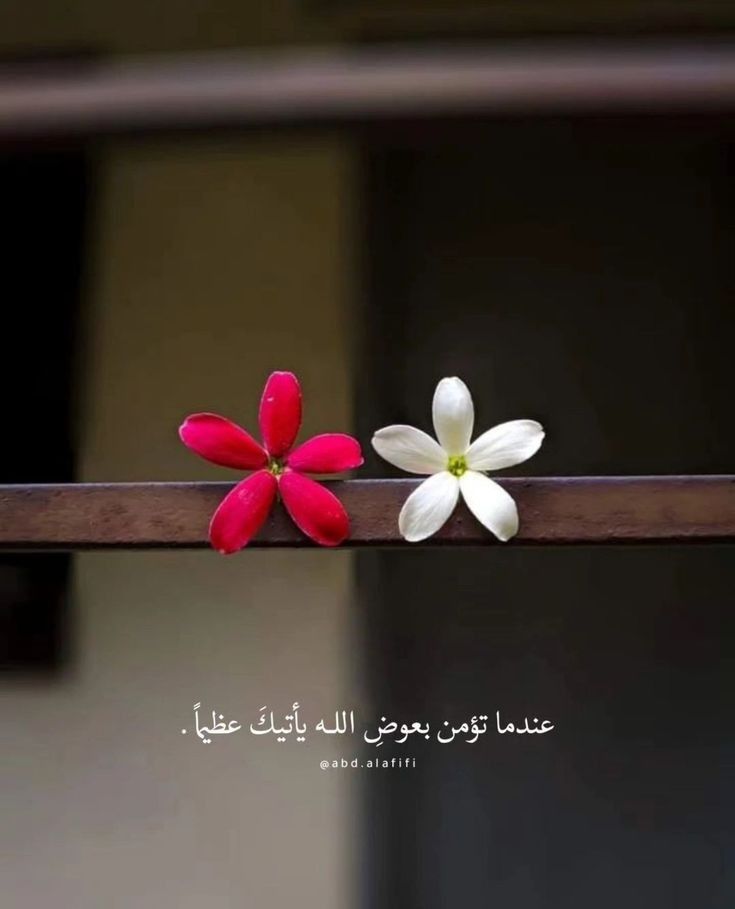 جوهرة يوسف tweet media