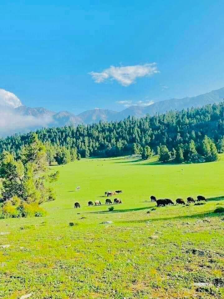 ننګرهار خوږياڼي 
وزيرو تنګى!

#GreenAfghanistan