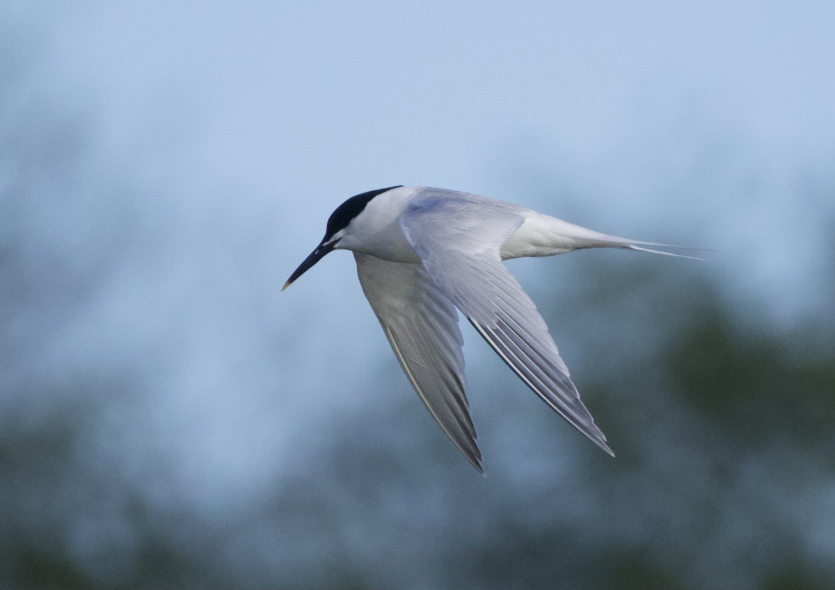 Sandwich Tern - Fairlands Valley Park (Hertfordshire) 16/4/24 #hertsbirds @Hertsbirds @HNHSOC @hertsbna @HMWTBadger @HertsLWS @fairlandsbirds