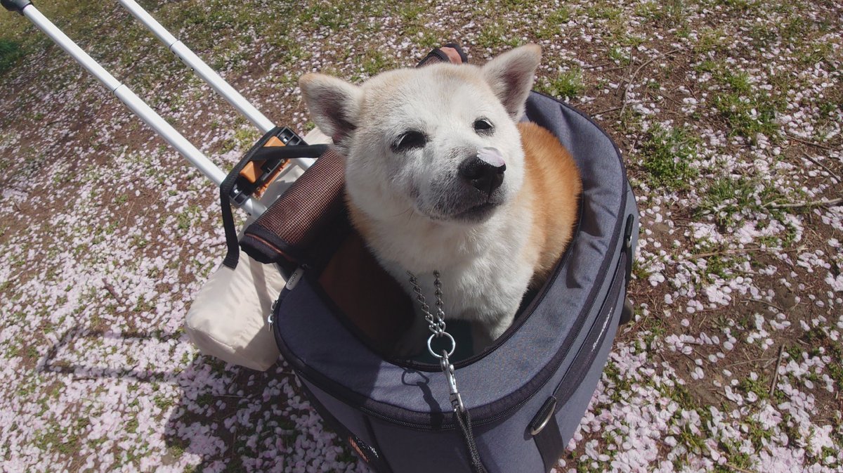 今日はククリと上堰潟公園に行って来ました🚙桜は殆ど散ってしまっていましたがその下には花弁の絨毯が出来ていてとても綺麗でした☺️🌸