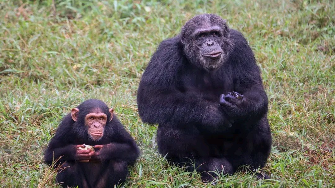 ngambaisland's tweet photo. #Chimpfact 
Did you know that while we humans love to sit in chairs, chimpanzees love to squat? This is because squatting allows them to maintain balance and stability which is useful for their arboreal lifestyle and foraging behaviors. https://t.co/gaFY98KZIO