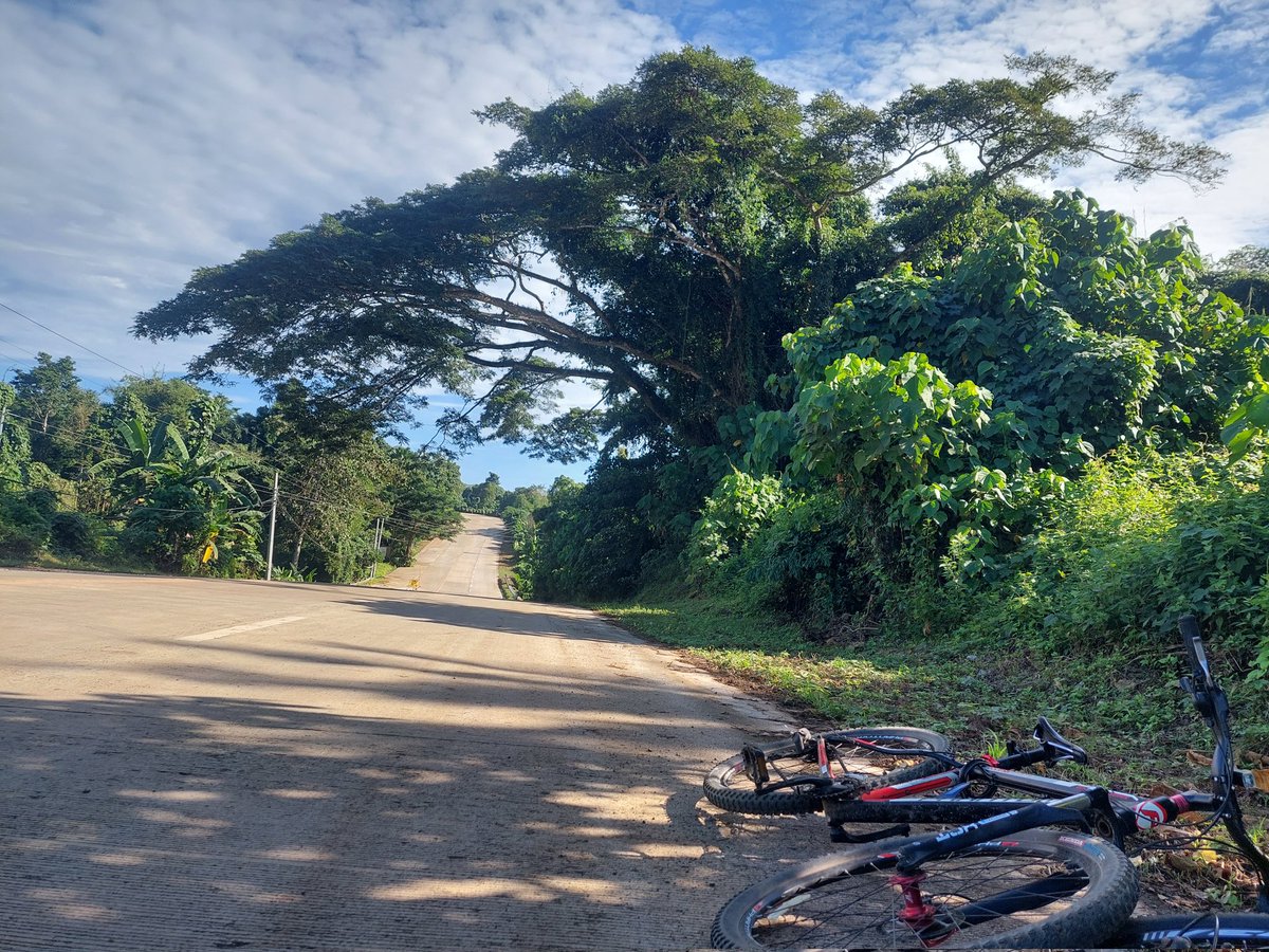 Sempio69's tweet photo. #bike #bikelife #cycling 
☀️☁️🌳🛣🚲 https://t.co/Ycalbutpki