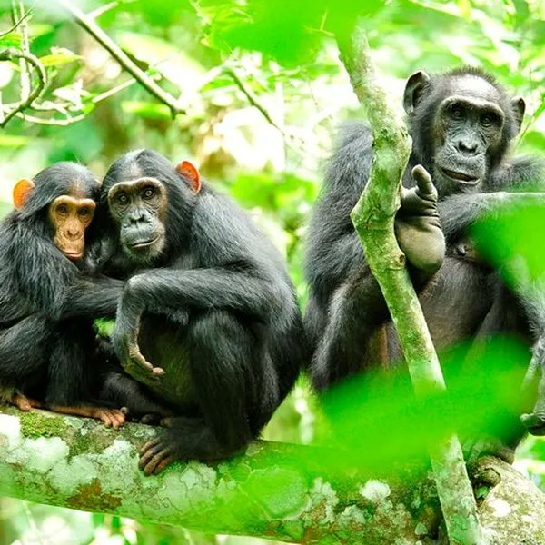 Kibale National Park is the best place in the world to track and see chimpanzees in Africa and the world at large in their wild natural habitat. Click on this link for details kibaleforestnationalparkuganda.com #kibaleforestnationalpark #kibaleforestnationalparksafaris #kibalenationalpark