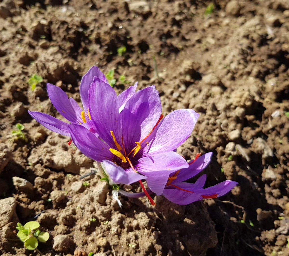 Experience the magic of saffron cultivation amidst breathtaking landscapes, adding a touch of golden charm to your travel adventures. Mechukha a hidden gem of Arunachal Pradesh. 

#mechukhatourism #mechukha #arunachalpradeshtourism #arunachalpradesh #india #swadeshdarshan