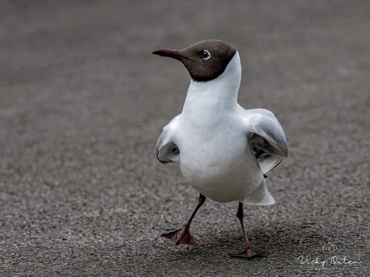 Black headed gull 

linktr.ee/vickyoutenphoto

#wildlife #bbccountryfilemagpotd #photooftheday #BBCWildlifePOTD  #BBCSpringwatch #wildlifeuk @ThePhotoHour @Team4Nature @Britnatureguide @NatureUK @wildlifemag #blackheadedgull