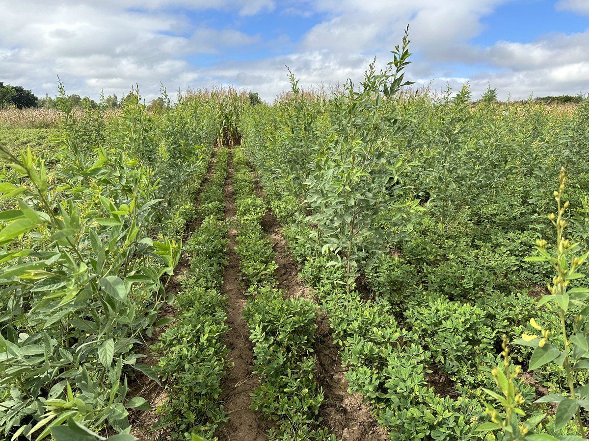 Look at this beautiful double-up legume system in a farmer’s field in Dedza in Malawi. We talk more later on this #AIDI virtual field day. Join us! TIME: 17th April, 2024 10:00-11:30 AM CAT JOIN ZOOM MEETING MEETING ID: 862 5515 4526 PASSCODE: 744180 us06web.zoom.us/j/86255154526p…