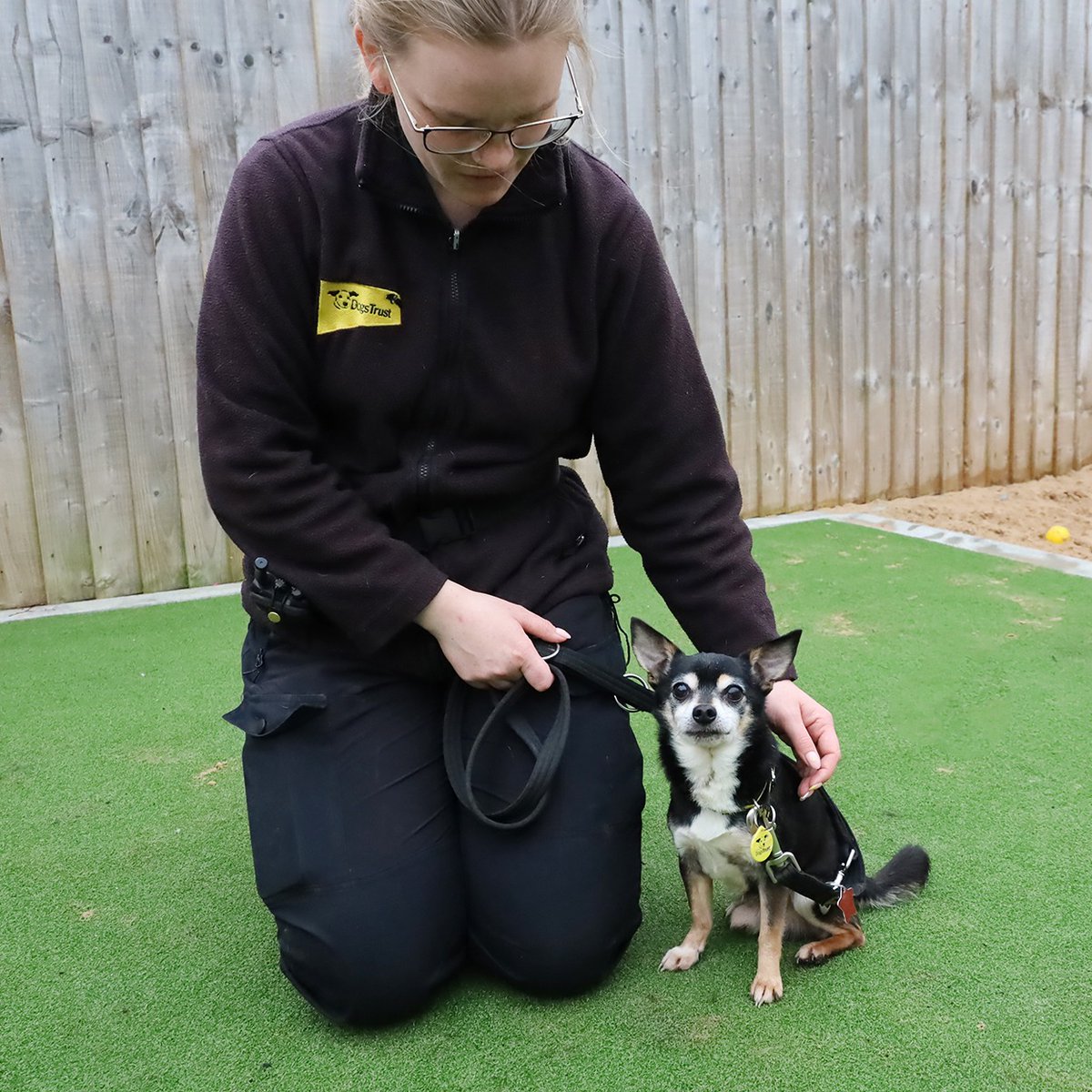 💛 MEET MICKEY 💛 This adorable #Chihuahua is 11yrs old and he's been looking for his forever home for a few weeks now. 😔 Find out more👉 bit.ly/3PW8k3C #ChihuahuaOfTheDay #RescueDog #OldAgedPooch #Leeds #DogOfTheDay #AdoptDontShop #AdoptADog @DogsTrust
