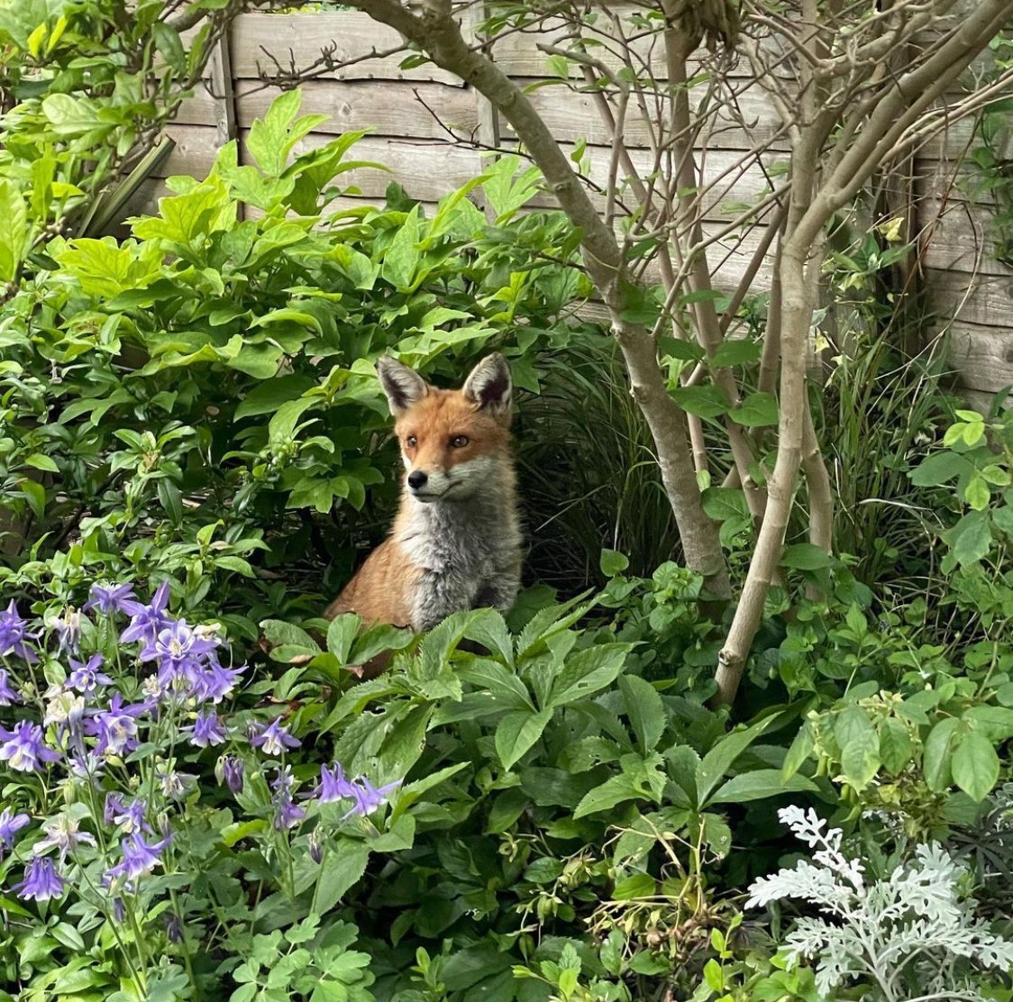 Fox in the foliage , from @harringayfoxfam on Instagram #FoxOfTheDay