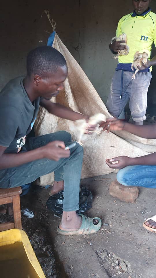 ANOTHERHOPECHI1's tweet image. Vaccination of our poultry ongoing. All this is in a bid to ensure sustainable of our programs in the future. #nonprofit #selfsustainability #creatinghope