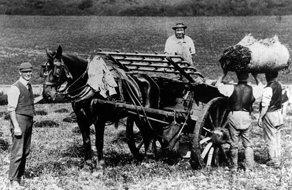Wednesday Archive Day. This photo shows the harvesting of lavender at Millers of Mitcham. Lavender from Mitcham is included in the song 'Won't You Buy My Sweet Blooming Lavender?'. Have a listen at buff.ly/4aU47p0
