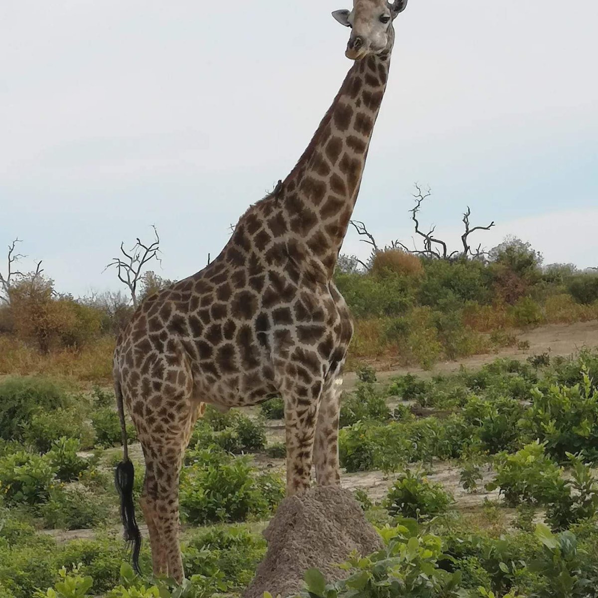 'Just returned from Tracks of Africa absolutely amazing 👏❤️' 
Thank you to Alwyne for sending these fantastic photos from her recent time on our Tracks of Africa tour 🚂 🇿🇦 Discover this tour: ow.ly/WTl550RcXZQ
#titantravel #titantour
