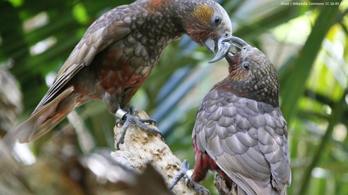 Home range and dynamic space use reveals age-related differences in risk exposure for reintroduced parrots | Conservation Science and Practice @ConservationSP | conbio.onlinelibrary.wiley.com/doi/10.1111/cs… | #ornithology